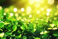 Vibrant Green Clover Field with Magical Bokeh Lights Royalty Free Stock Photo