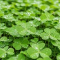 Vibrant green clover leaves with dew drops Royalty Free Stock Photo