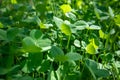 Vibrant green clover leaves growing close-up Royalty Free Stock Photo