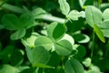 Vibrant green clover leaves growing close-up Royalty Free Stock Photo