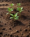 Vibrant green coffee seedlings emerge from rich soil , coffee seedlings, botany Royalty Free Stock Photo