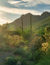 Vibrant green color in Arizona desert