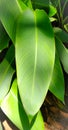 vibrant green colored arrowroot leaves in natural sun light Royalty Free Stock Photo