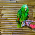 Vibrant green and colorful yellow naped amazon parrot a closeup animal portrait of a endangered bird Royalty Free Stock Photo