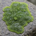A vibrant green concentric patterned algae formation rests on a gray stone Royalty Free Stock Photo