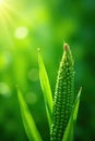 Vibrant green corn shoots, sunlit, textured background, organic, image, fresh Royalty Free Stock Photo