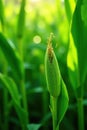 Vibrant green corn shoots, sunlit, textured background, shoot, image Royalty Free Stock Photo