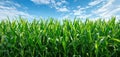 The vibrant green cornfield under a bright blue sky with fluffy clouds. AI generated image Royalty Free Stock Photo