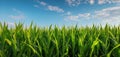 The vibrant green cornfield under a bright blue sky with fluffy clouds. AI generated image Royalty Free Stock Photo
