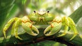 Vibrant Green Crab on Lush Tropical Foliage, Detailed Illustration Royalty Free Stock Photo
