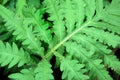 Vibrant green fern background Royalty Free Stock Photo