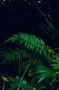 Vibrant green fern and foliage in the forest Royalty Free Stock Photo