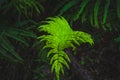 Vibrant green fern in the forest with dark background Royalty Free Stock Photo