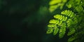 Vibrant green fern leaf on soft background in nature. Copy space Royalty Free Stock Photo