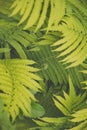 Vibrant green fern leaves and branches closeup. Abstract tropical background