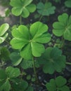 Vibrant green four-leaf clover, close-up detail, botanical, spring Royalty Free Stock Photo