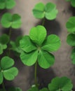 Vibrant green four-leaf clover, close-up view, good luck, clover Royalty Free Stock Photo