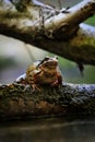 a frog sitting on top of a wooden log in the water Royalty Free Stock Photo