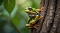 Close up of a Dainty Tree Frog clinging to a tree trunk with vibrant green foliage Royalty Free Stock Photo