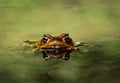 Vibrant green frog is swimming in a tranquil body of water against a dark, mysterious backdrop