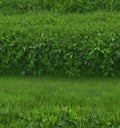 Vibrant green grass border, seamless vector pattern Ideal for spring designs , environment, surface Royalty Free Stock Photo