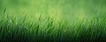 Vibrant Green Grass Captures The Essence Of Natures Beauty