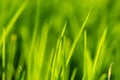 Vibrant Green Grass Close-Up