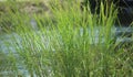 Vibrant green grass close-up. Green fresh grass close up for background. Green grass. Nature view. Royalty Free Stock Photo