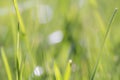 Vibrant Green Grass Close-Up