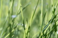 Vibrant Green Grass Close-Up