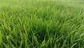 Vibrant Green Grass Field with Dew Drops in Close-up Macro View 20251228 Royalty Free Stock Photo