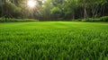 Sunlit Fresh Green Lawn in Park