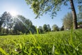 Vibrant Green Grass Outdoors on Sunny Day Royalty Free Stock Photo