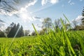 Vibrant Green Grass Outdoors on Sunny Day Royalty Free Stock Photo