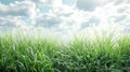 Vibrant Green Grass: A Refreshing Cut-Out Background for Your Designs - 3D Rendered Royalty Free Stock Photo