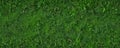 Vibrant green grass vector border Seamless spring pattern, isolated , leaves, environment, grass pattern Royalty Free Stock Photo