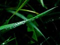 Vibrant green grass with water drops on a field Royalty Free Stock Photo