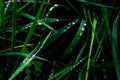 Vibrant green grass with water drops on a field Royalty Free Stock Photo