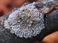 Vibrant green and gray lichen on bark