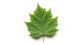 Fresh Green Maple Leaf on White Background Royalty Free Stock Photo