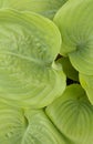 Hosta leaves Royalty Free Stock Photo