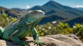 Green Iguana basking in the sun on the rocks with mountain background in the wild life Royalty Free Stock Photo