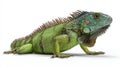 Vibrant Green Iguana Posing on White Studio Background Royalty Free Stock Photo