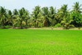 Green immature paddy field with rows of coconut palm trees Royalty Free Stock Photo