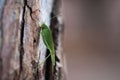 Vibrant green insect perched on a tree trunk. Royalty Free Stock Photo