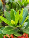 Vibrant Green Ixora Leaves: A Close-Up Botanical Portrait