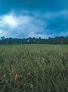 Vibrant green landscape featuring lush grass, tall trees, and a bright blue morning sky Royalty Free Stock Photo