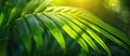 Vibrant Green Leaf Backlit by Sun Royalty Free Stock Photo