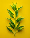 Vibrant Green Leaf on a Bright Yellow Background Nature Contrast and Beauty Captured in Minimalist Plant Photography