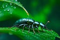 Close-up of Green Beetle on Leaf in Macro Photography